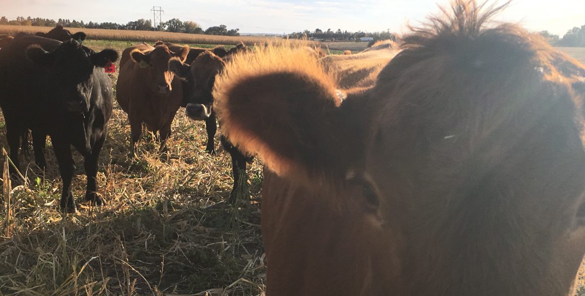 Cattle on Cover crops