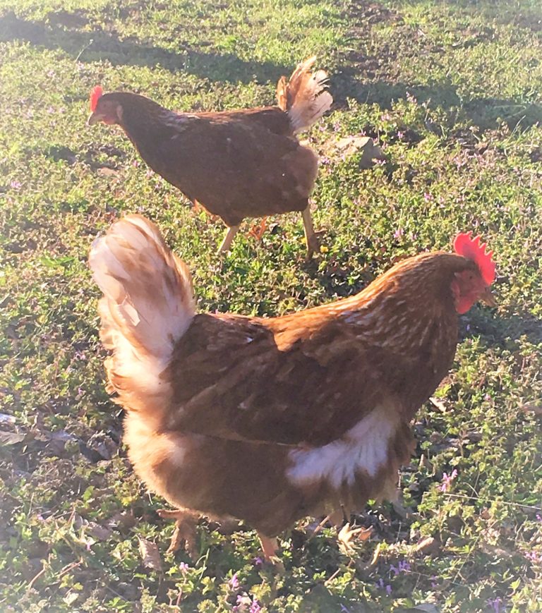 10symptomsofnutritiondeficiencyinpoultry