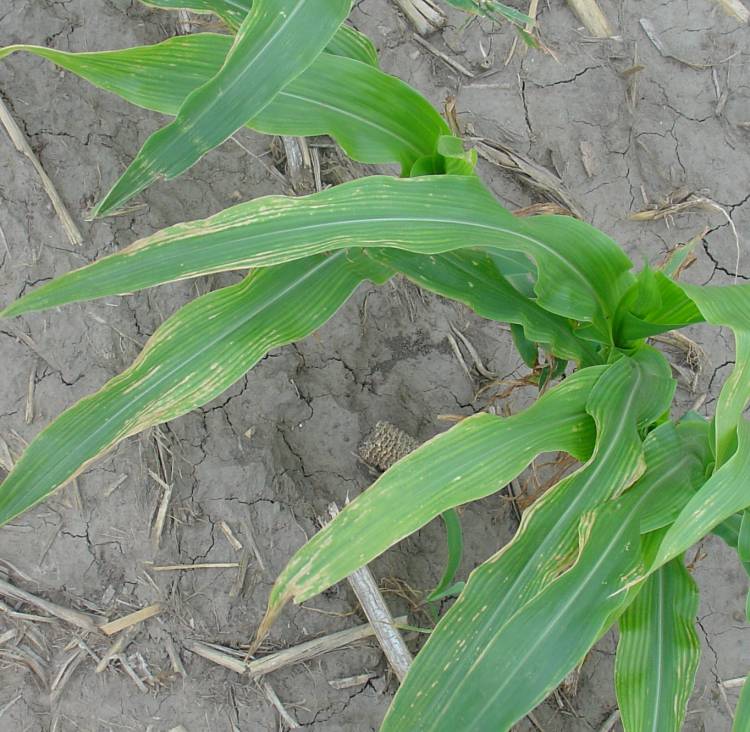 corn1.jpg (93486 bytes)