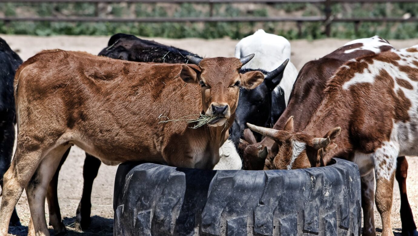 brown black and white cows drinking water during daytime