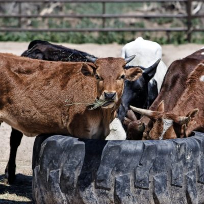 brown black and white cows drinking water during daytime