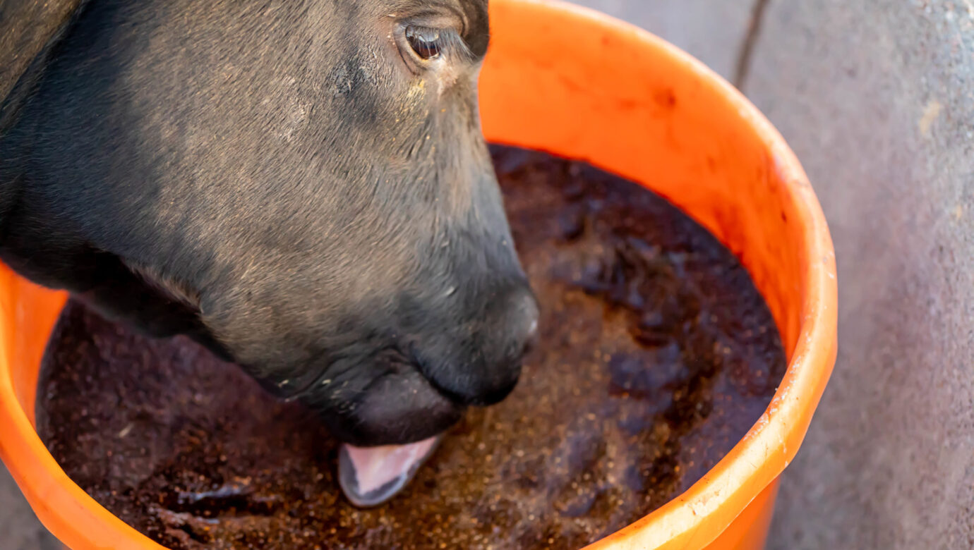 Beef Cow Licking Mineral Tub