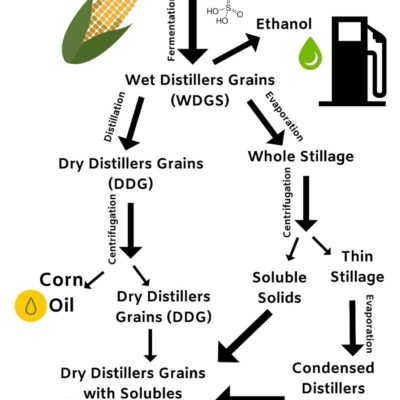 DDGS from Dry Milling Process