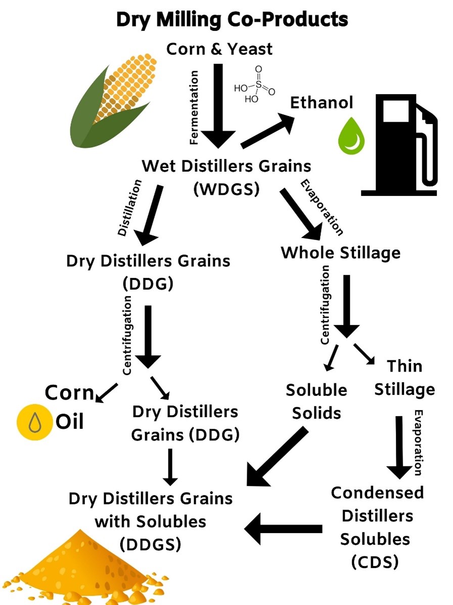 DDGS from Dry Milling Process